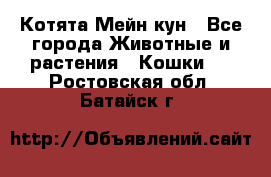 Котята Мейн кун - Все города Животные и растения » Кошки   . Ростовская обл.,Батайск г.